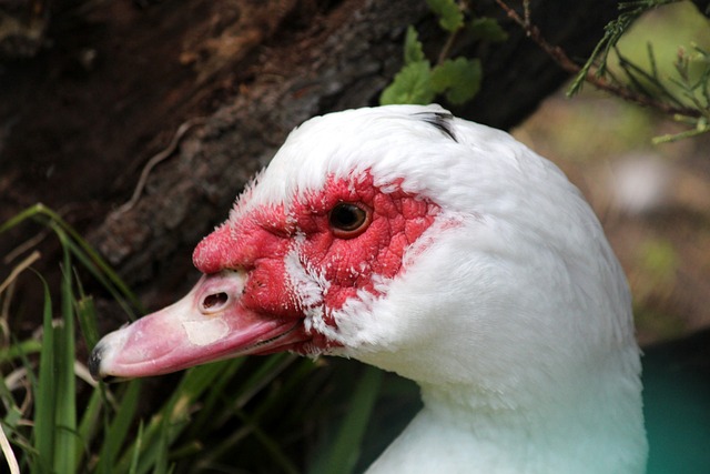 缅甸必须通 缅甸必须通