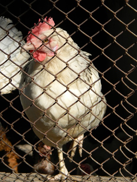 者提供更加 者提供更加